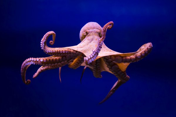 Kraken 13at зеркало
